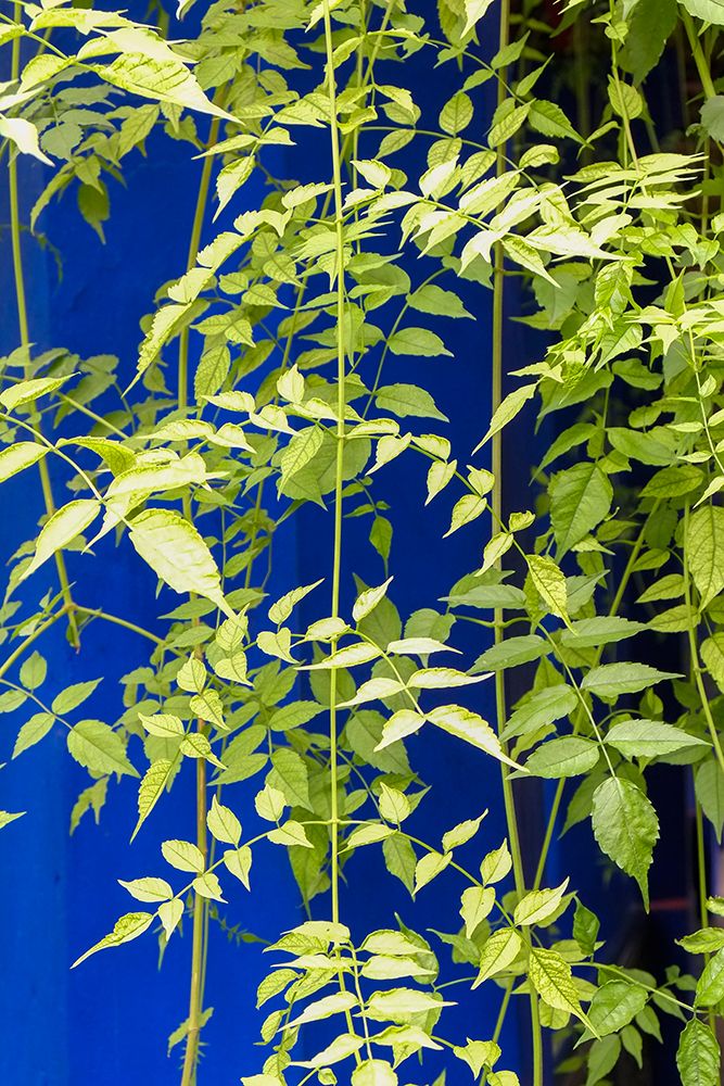 Marrakech-Morocco Plant life with cobalt blue backdrop